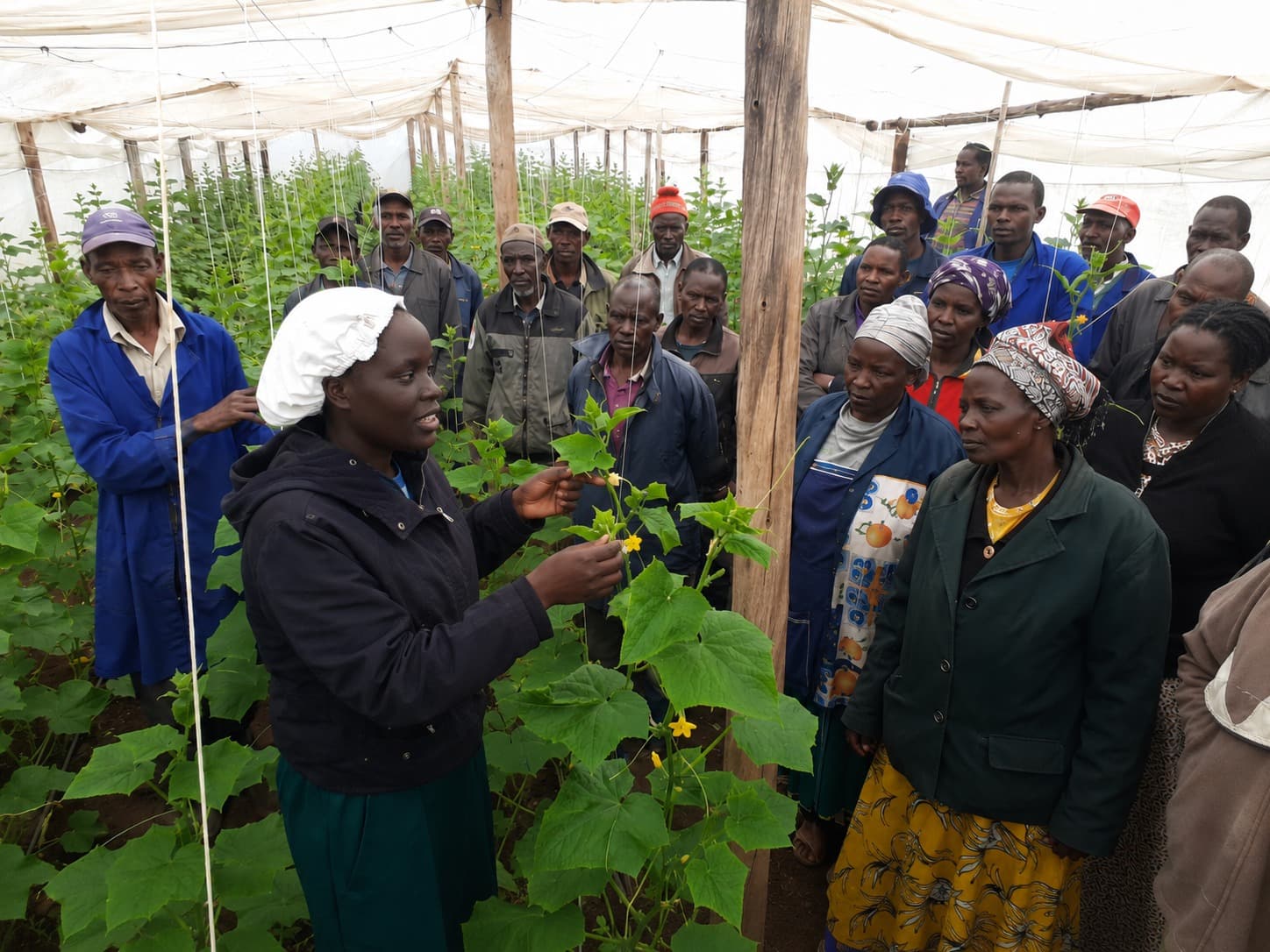 Inside a greenhouse in Njoro Subcounty, Nakuru County, Livelihood Lab Africa works with smallholder farmers to strengthen practical skills in cucumber farming. This training focused on trellising, pruning, pest and disease monitoring, irrigation, crop nutrition, and harvesting practices that help farmers improve cucumber yields, reduce losses, and build more resilient livelihoods.