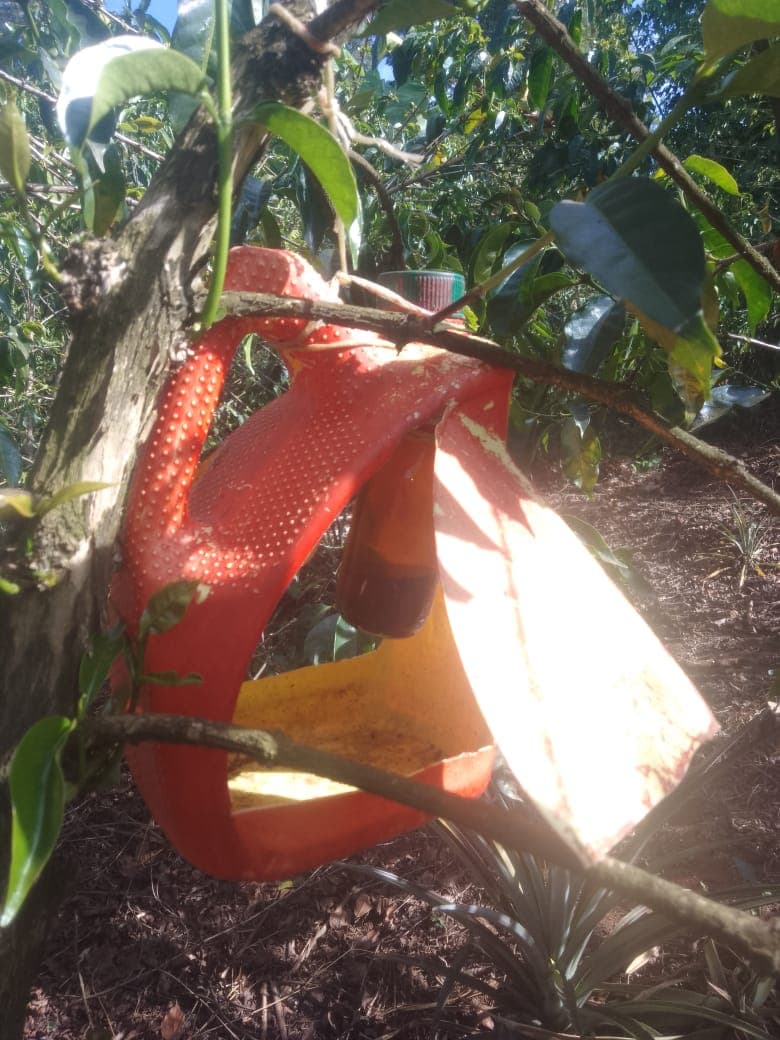 Nyeri County: Integrated Pest Management — The farmer places molasses or alcohol in a small bottle as a fermented attractant. Pest insects are drawn to the scent, enter the bottle, and fall into the larger water-filled container where they drown. A chemical-free, low-cost method widely adopted by smallholder farmers in Central Kenya.